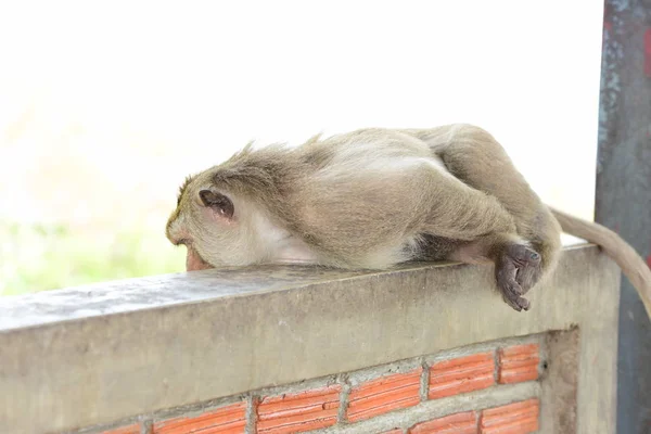 Affen Die Den Bergen Der Nähe Der Stadt Thailand Photos — Stockfoto