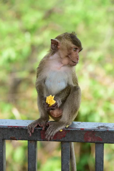 Affen Die Den Bergen Der Nähe Der Stadt Thailand Photos — Stockfoto