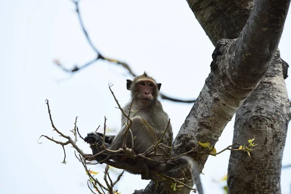 Singes Vivant Dans Les Montagnes Près Ville Thaïlande Photos Singes — Photo