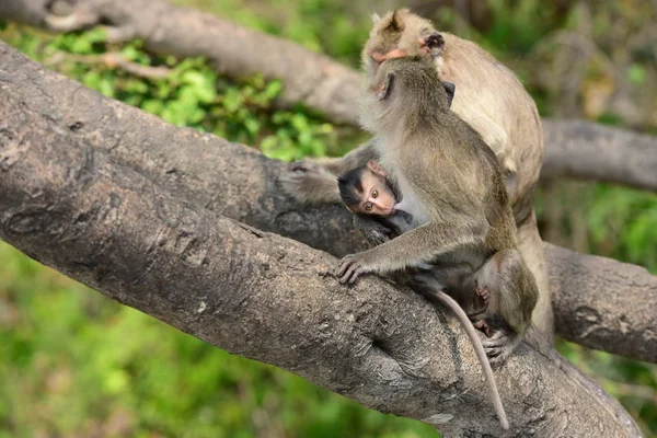 Monkeys Living Mountains City Thailand Photos Monkeys Pursuit Monkey City — Stock Photo, Image