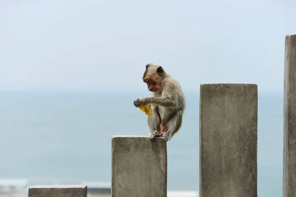 Singes Vivant Dans Les Montagnes Près Ville Thaïlande Photos Singes — Photo