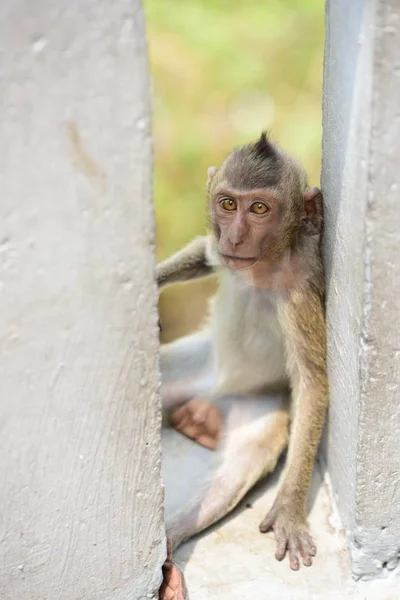 Macacos Que Vivem Nas Montanhas Perto Cidade Thailand Fotos Macacos — Fotografia de Stock