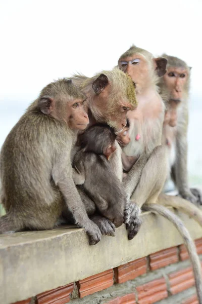 Scimmie Che Vivono Nelle Montagne Vicino Alla Città Thailandia Foto — Foto Stock