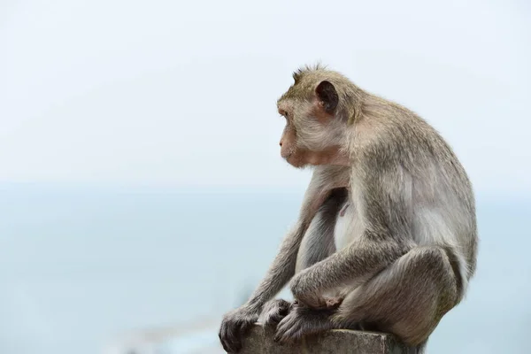 Affen Die Den Bergen Der Nähe Der Stadt Thailand Photos — Stockfoto