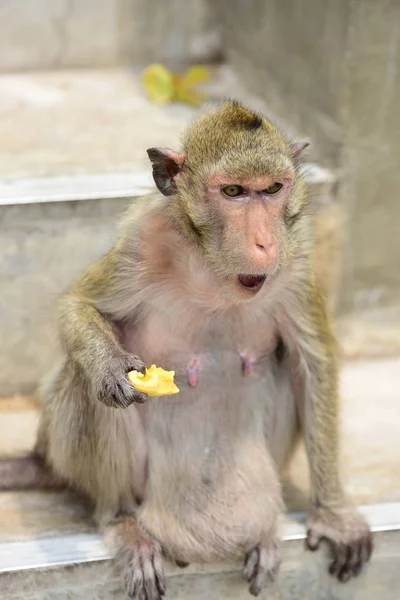 Scimmie Che Vivono Nelle Montagne Vicino Alla Città Thailandia Foto — Foto Stock