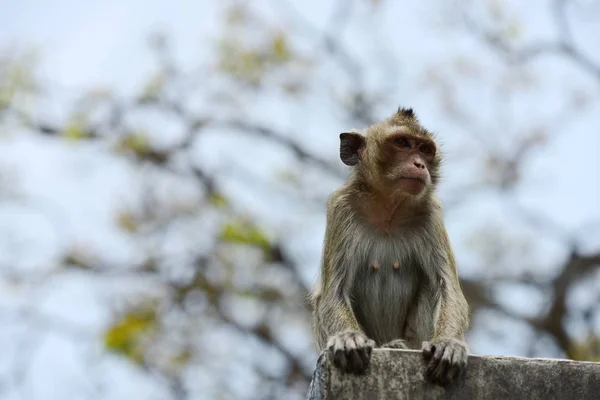 Affen Die Den Bergen Der Nähe Der Stadt Thailand Photos — Stockfoto