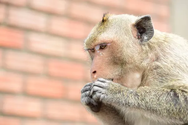 Scimmie Che Vivono Nelle Montagne Vicino Alla Città Thailandia Foto — Foto Stock