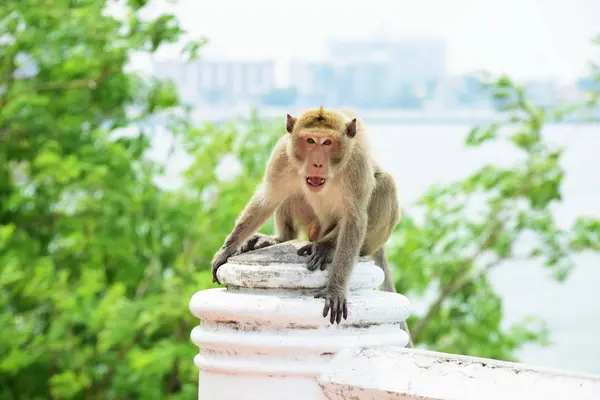 Singes Vivant Dans Les Montagnes Près Ville Thaïlande Photos Singes — Photo