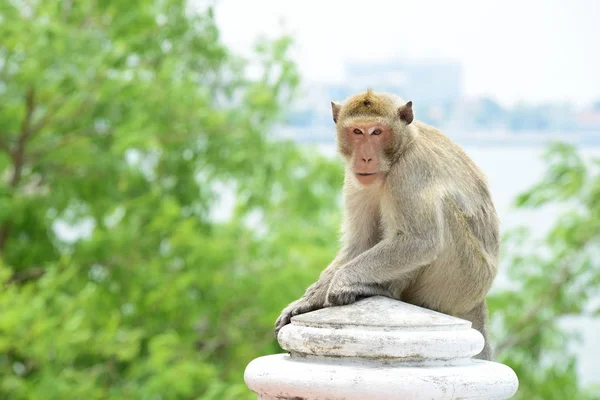 Macacos Que Vivem Nas Montanhas Perto Cidade Thailand Fotos Macacos — Fotografia de Stock