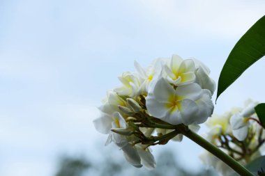 Plumeria Flower.Pink beyaz flower.yellow çiçek ya da beyaz çiçek geçmiş. Doğada renkli çiçekler.
