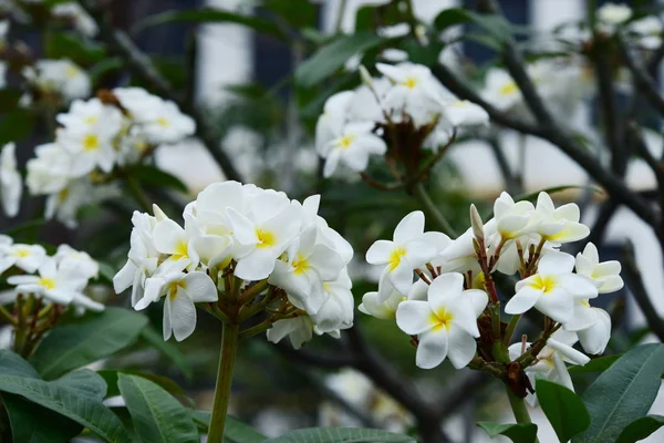 Plumeria Flower Pink White Flower Yellow Flower Oder Weiße Blume — Stockfoto