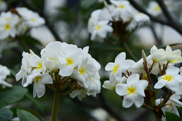 Πλουμέρια Flower Pink Flower Yellow Λευκό Λουλούδι Λευκό Λουλούδι Φόντο — Φωτογραφία Αρχείου