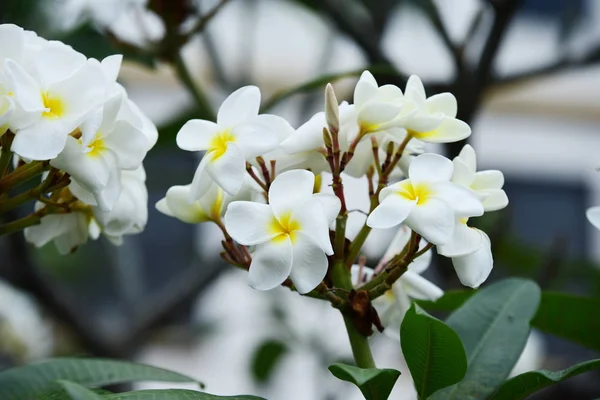 Plumeria Flower Pink Vit Blomma Rosa Gul Blomma Eller Vit — Stockfoto