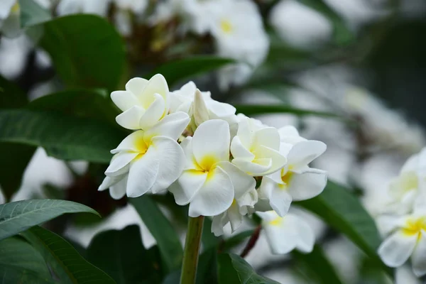Квітка Сливи Рожева Біла Квітка Жовта Квітка Або Білий Квітковий — стокове фото