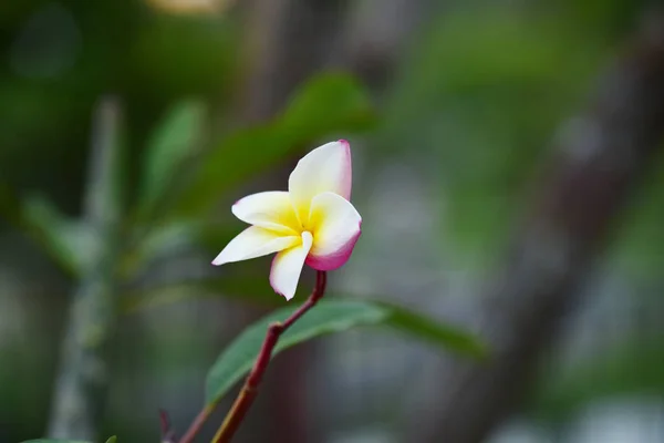 プルメリア Flower Pink 白い花 ピンク黄色の花や白い花の背景 自然の中の色とりどりの花 — ストック写真