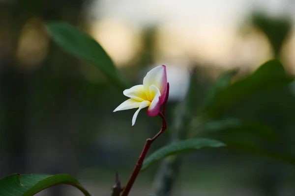 Plumeria Flower Pink White Flower Yellow Flower Oder Weiße Blume — Stockfoto