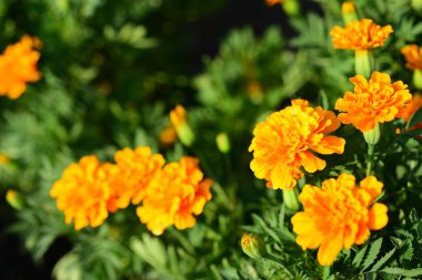 Açık havada çiçek açan bitkilerin yakın görüntüsü