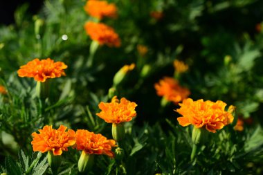 Açık havada çiçek açan bitkilerin yakın görüntüsü