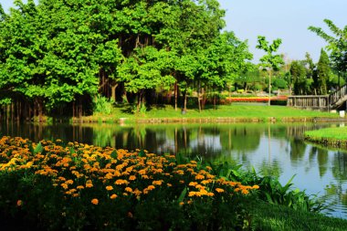 çeşitli renk ve çeşitleri Suanluang Rama 9, Asya Thailandflower ve ağacı bahçeleri genel Park'ta. Güzel bir kamu park alanı Suan Luang R.9 Bangkok Tayland, yansıma Köşk ve ağaç güzel gün batımı.
