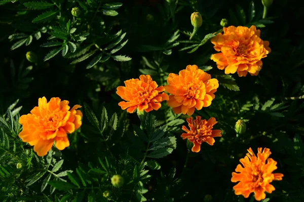 Закрыть Вид Цветущие Растения Улице — стоковое фото