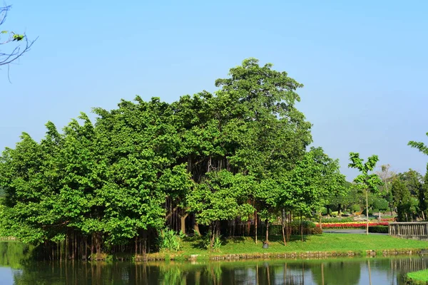 Veřejný Park Suanluang Rama Asii Thailandflower Stromu Zahrady Různých Barev — Stock fotografie