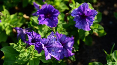 Açık havada çiçek açan bitkilerin yakın görüntüsü