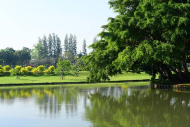 Bahçe Tayland mavi gökyüzü arka plan üzerinde ağaçları yeşil alan