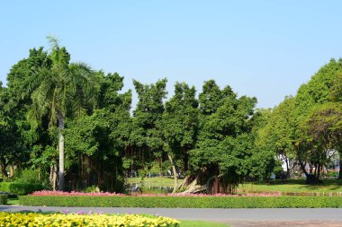 Bahçe Tayland mavi gökyüzü arka plan üzerinde ağaçları yeşil alan