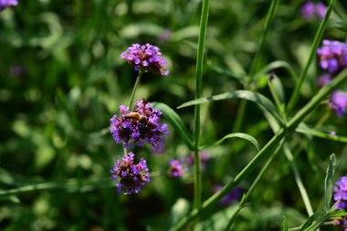 Açık havada çiçek açan bitkilerin yakın görüntüsü
