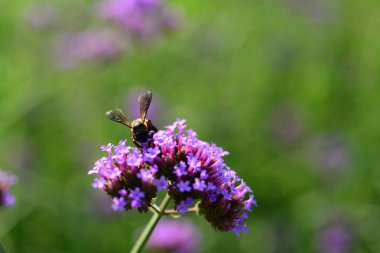 Mor çiçekler ve arılar