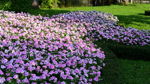 Jardinero Está Regando Las Flores Parque Long Park Bangkok Tailandiael — Foto de Stock