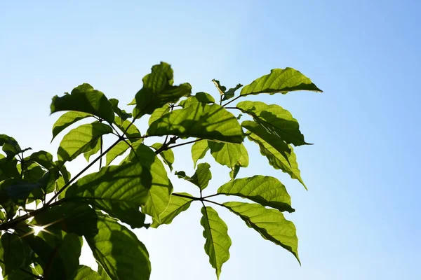 Trädgård Med Träd Grönt Fält Blå Himmel Bakgrund Thailand — Stockfoto