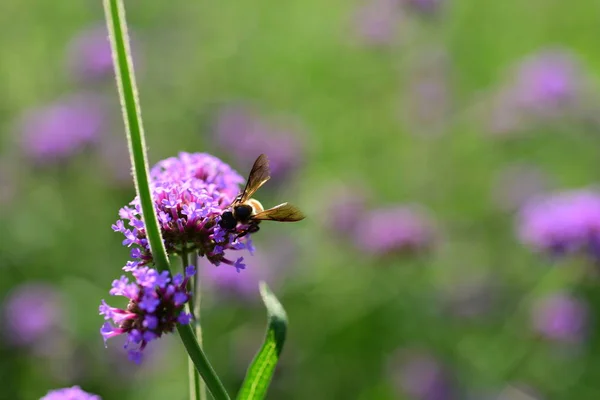 Dicht Zicht Bloeiende Planten Buiten — Stockfoto