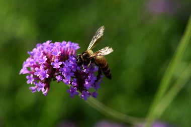 Mor çiçekler ve arılar