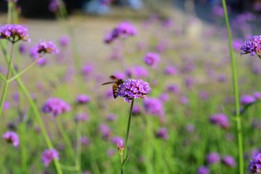 Mor çiçekler ve arılar