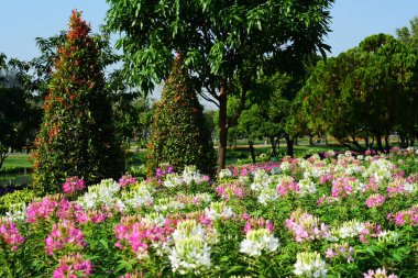 Bahçıvan uzun 9 Park'ta parkta Çiçekleri suluyordum. Bangkok Thailandthe güzel çiçek bahçesinde Bangkok en büyük şehir parkı