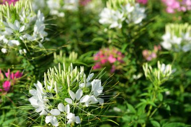 Açık havada çiçek açan bitkilerin yakın görüntüsü