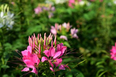 Şehir Parkı dekore pembe çiçekler