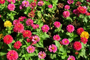 Şehir Parkı dekore pembe çiçekler