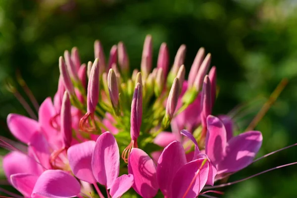 Fiori Rosa Che Sono Decorati Nel Parco Cittadino — Foto Stock