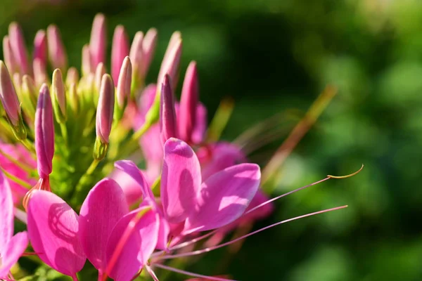 Şehir Parkı Dekore Pembe Çiçekler — Stok fotoğraf