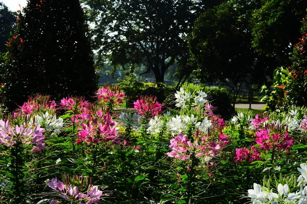 Ogrodnik Podlewa Kwiaty Parku Długości Park Piękny Ogród Kwiatowy Bangkok — Zdjęcie stockowe