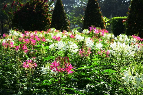 Flores Inverno Laranja Tulipas Vermelhos Rosas Plantas Coloridas Parques Tailândia — Fotografia de Stock