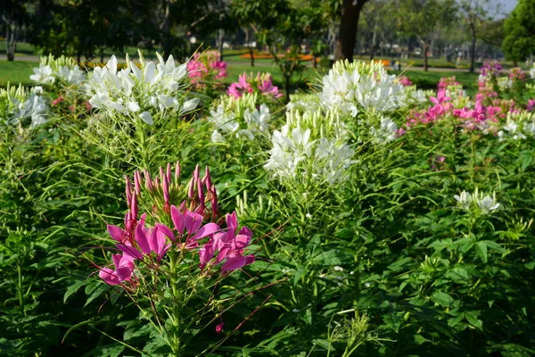 Pink Flowers Decorated City Park — Stock Photo, Image