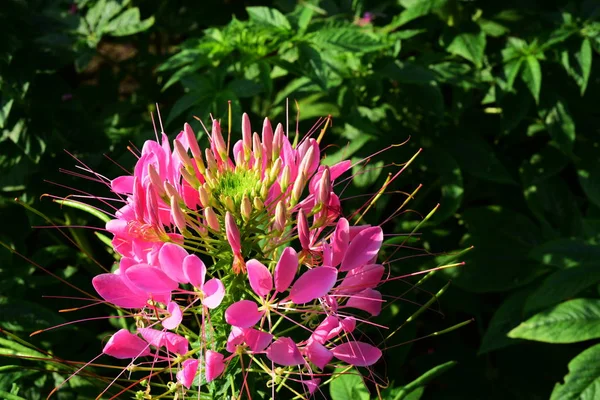 Flores Inverno Laranja Tulipas Vermelhos Rosas Plantas Coloridas Parques Tailândia — Fotografia de Stock