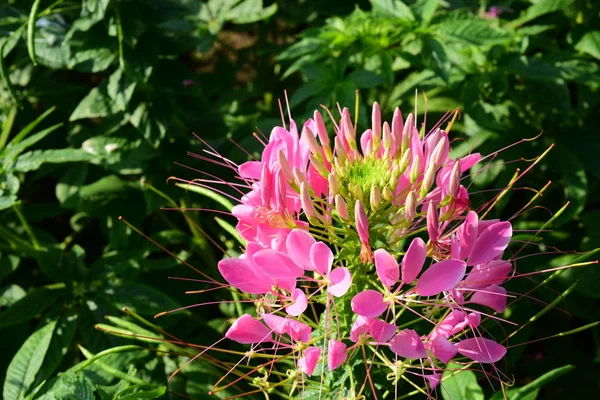 Jardineiro Está Regando Flores Parque Long Park Bangkok Thailando Belo — Fotografia de Stock