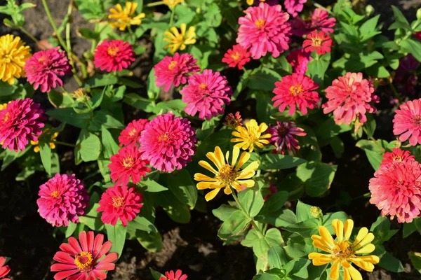 Rosafarbene Blumen Die Stadtpark Geschmückt Werden — Stockfoto
