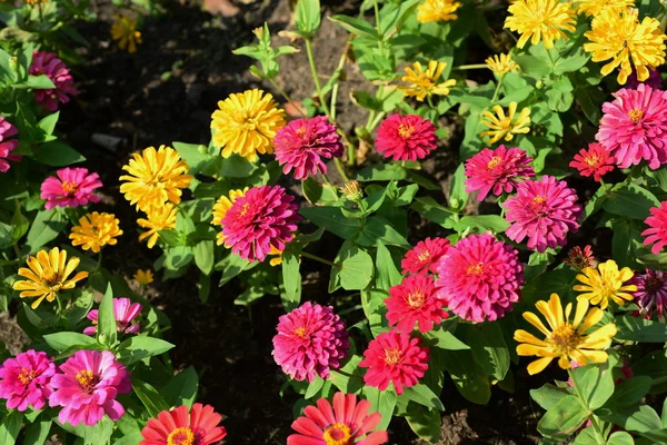 Rosafarbene Blumen Die Stadtpark Geschmückt Werden — Stockfoto