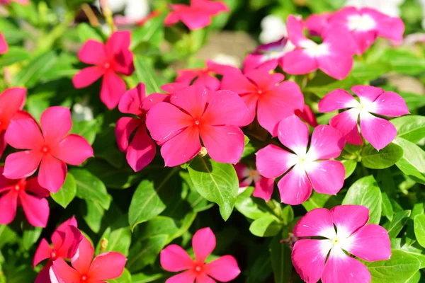 Flores Cor Rosa Que Estão Decoradas Parque Cidade — Fotografia de Stock