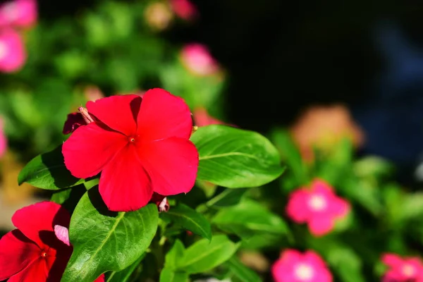 Rózsaszín Virágokkal Díszített Városligetben — Stock Fotó